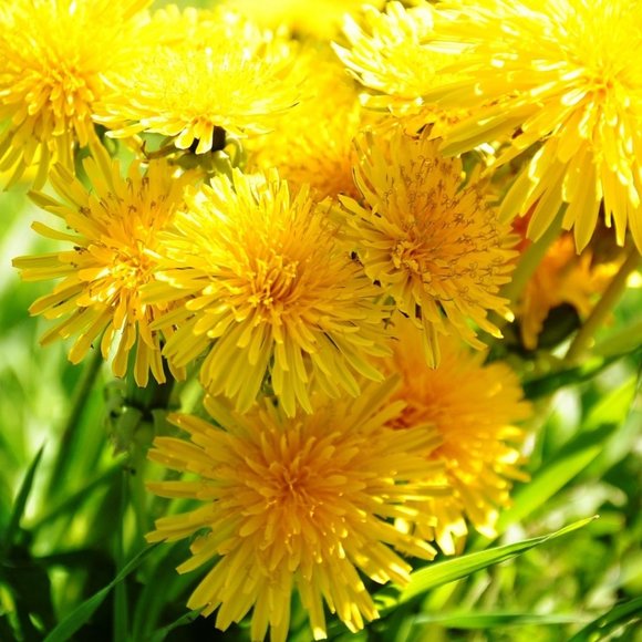 Meet your Posher, Dand3lion - Picture 1 of 1